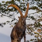 "Er kommt.....der König....."