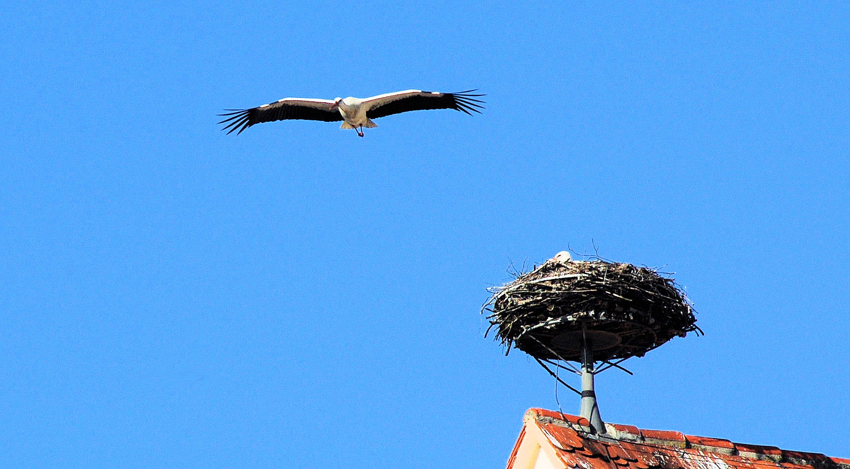 ER kreiste sehr lange um das Nest, aber vergeblich .... es war schon besetzt !