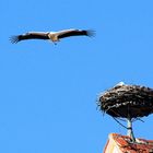 ER kreiste sehr lange um das Nest, aber vergeblich .... es war schon besetzt !