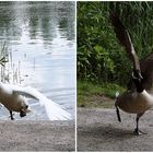 er lässt keinen in die Nähe von den Jungen