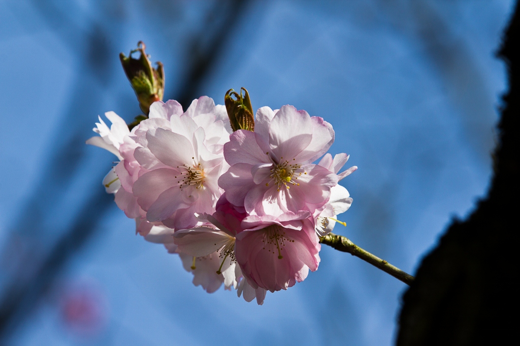 Er läßt sich nicht mehr aufhalten, der Frühling