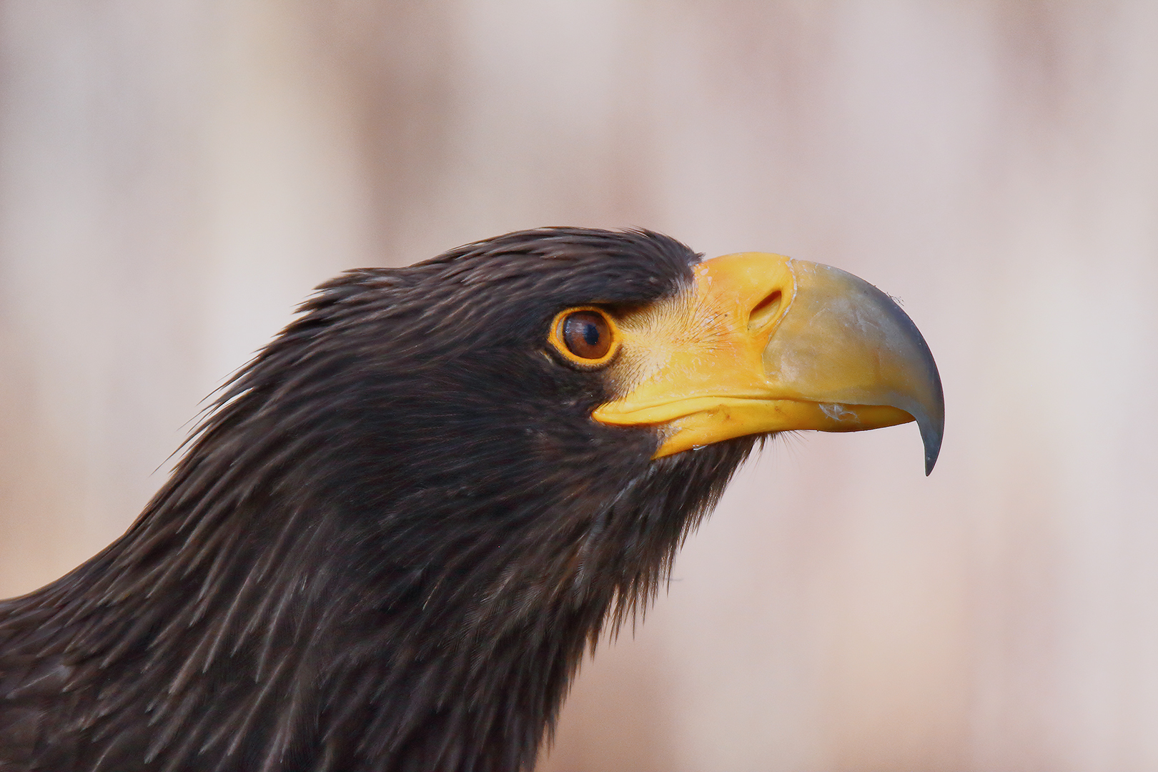 Er lauscht dem Gesang der Singvögel