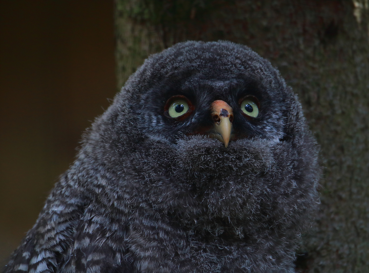 Er lauschte dem Gesang der Amsel