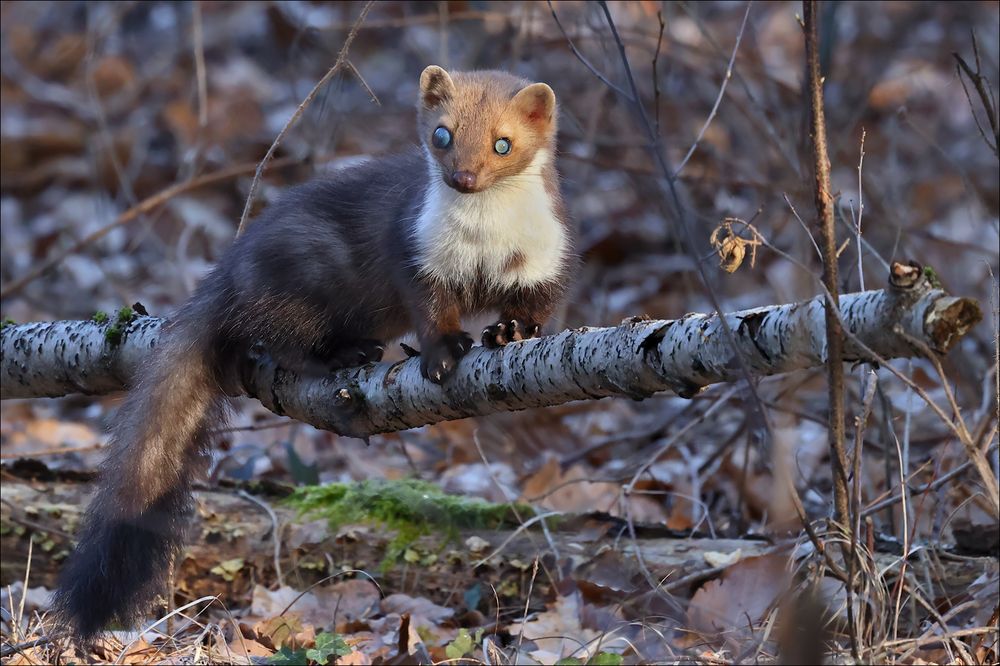 Er lebt noch Foto & Bild natur, tiere, wildlife Bilder auf