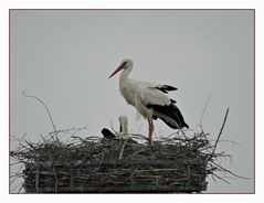 Er leistet ihr Gesellschaft ; Störche in Salzderhelden.