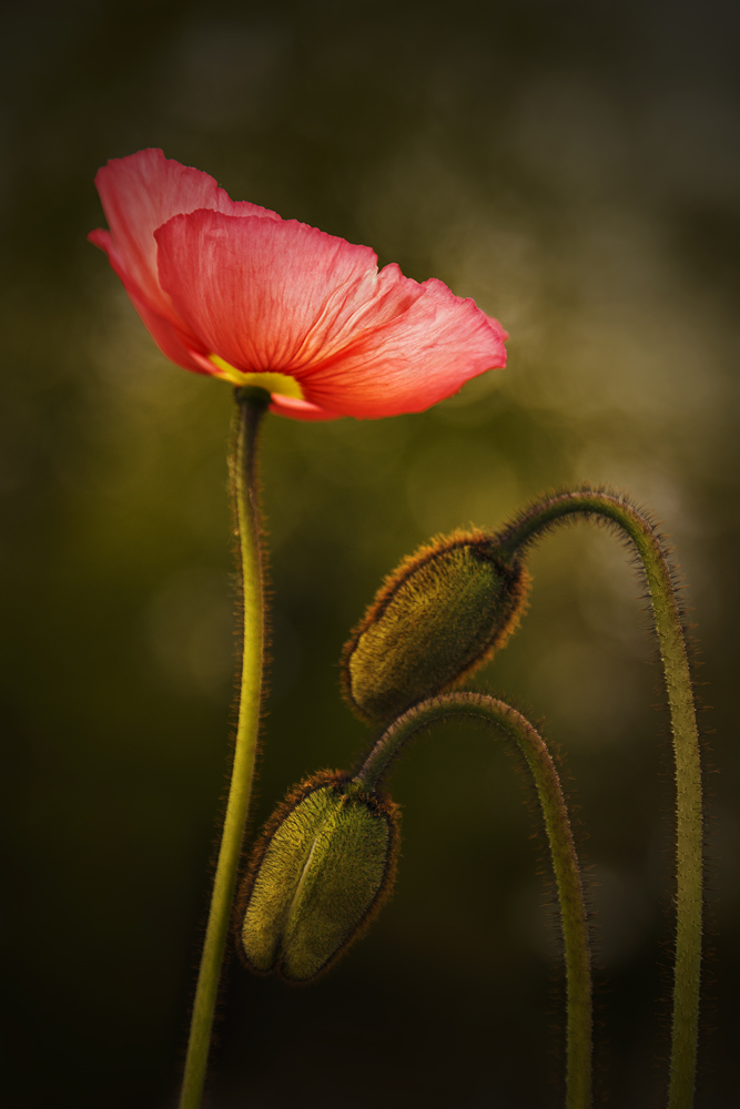 Er leuchtet, der Mohn.