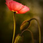 Er leuchtet, der Mohn.