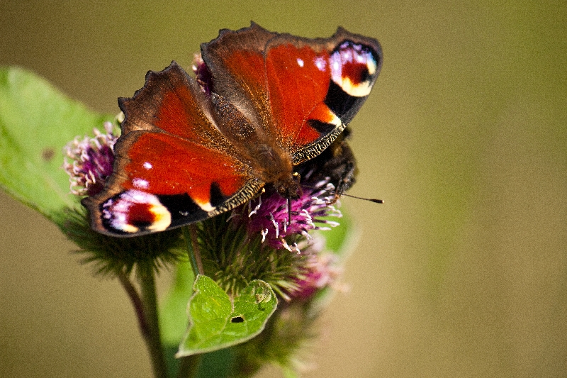 er leuchtete am wegesrand