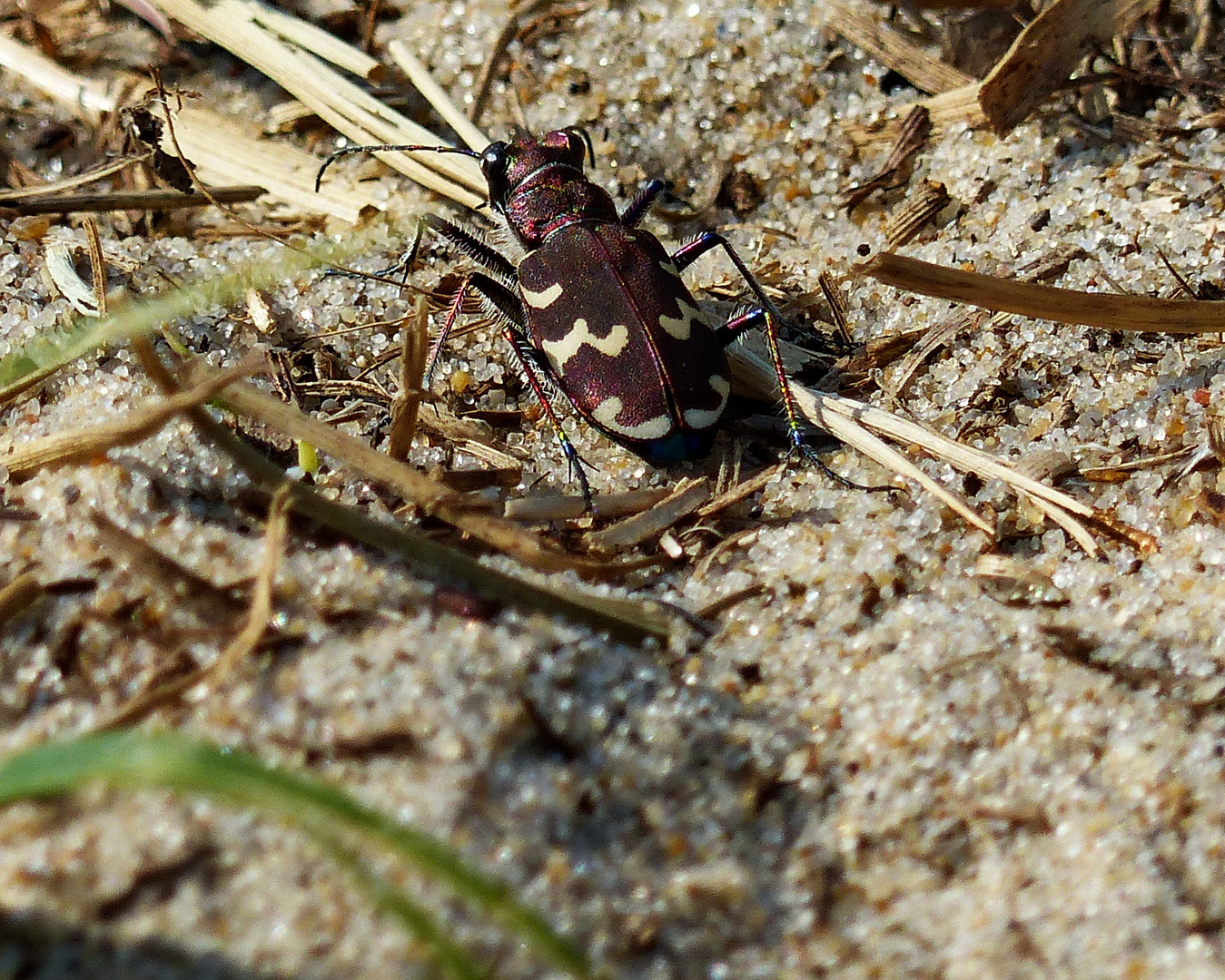 Er leuchtete in seinen schönen Farben der Sandlaufkäfer 