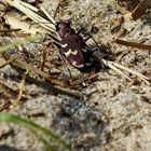 Er leuchtete in seinen schönen Farben der Sandlaufkäfer 