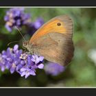 Er liebt blaue Blümchen