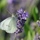 er liebt den Lavendel