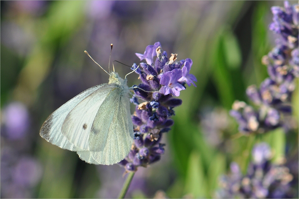 er liebt den Lavendel