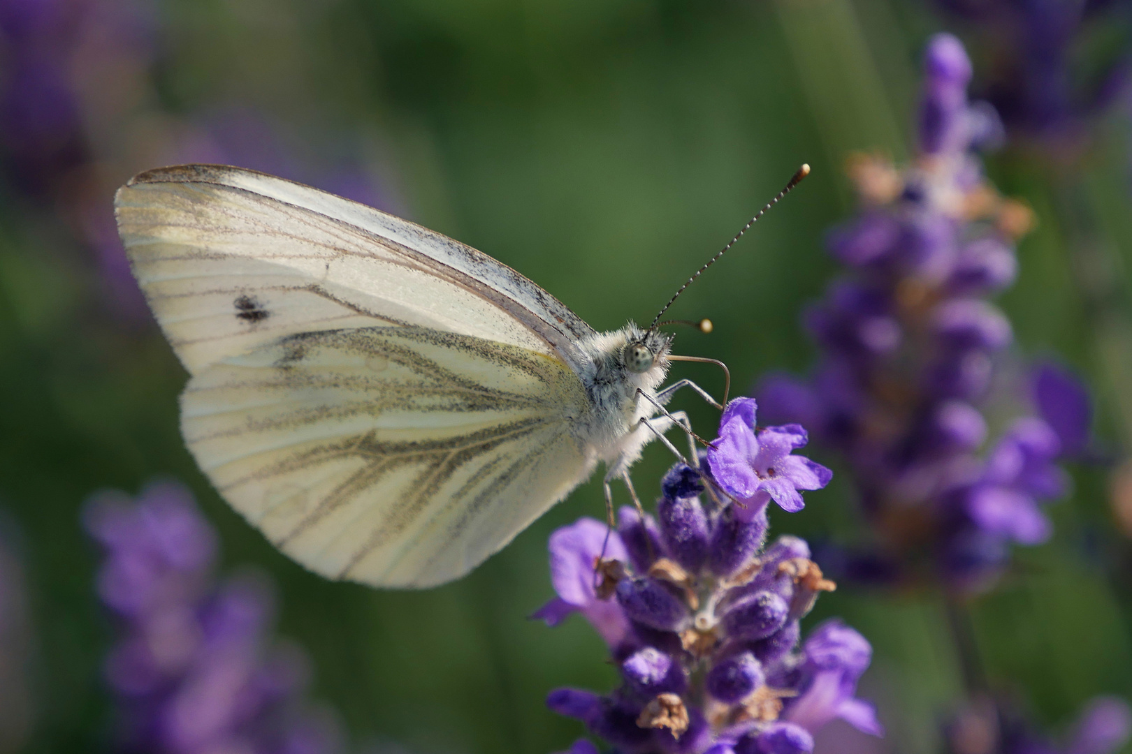 er liebt den Lavendel