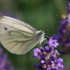 er liebt den Lavendel