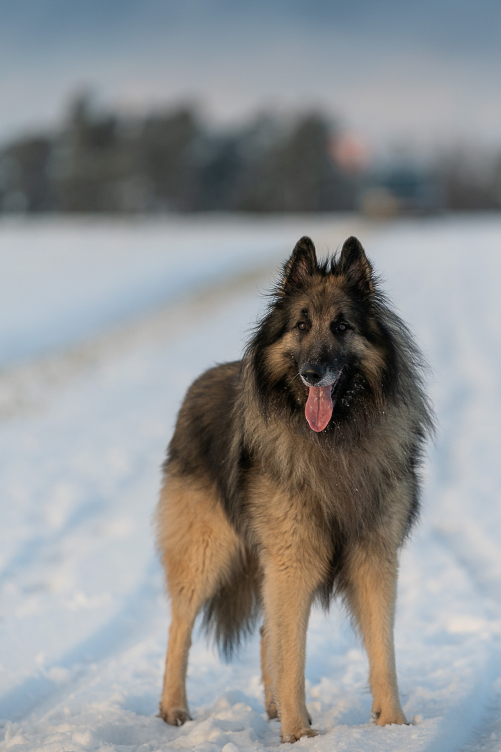 Er liebt den Schnee