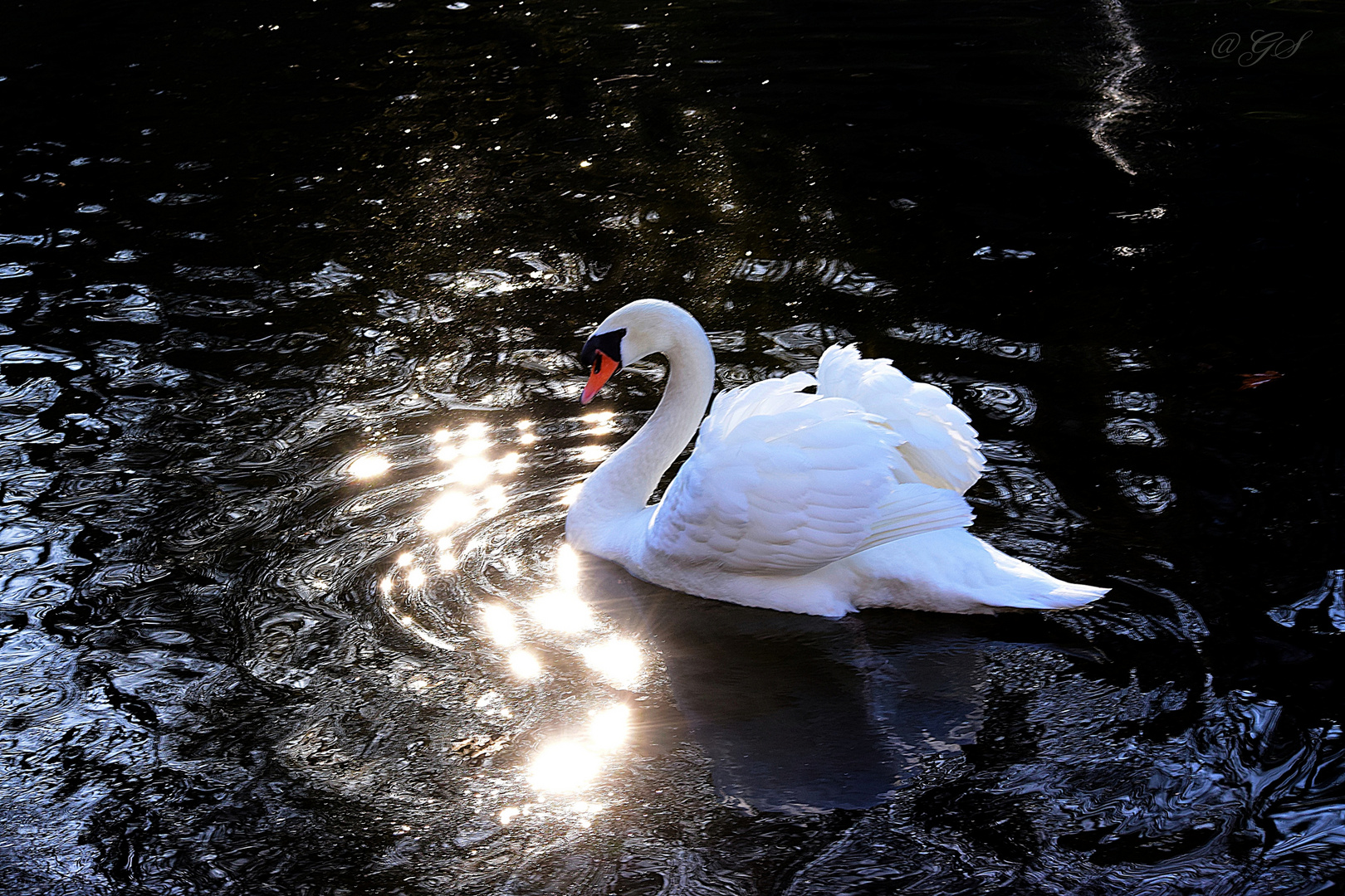 er liebt den Sonnenglanz Foto & Bild tiere, wildlife, wild lebende