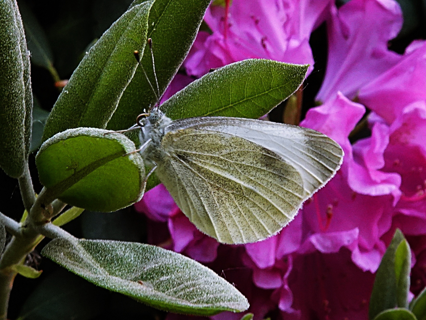 er liebt die Nähe des Rhododendron