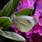 er liebt die Nähe des Rhododendron