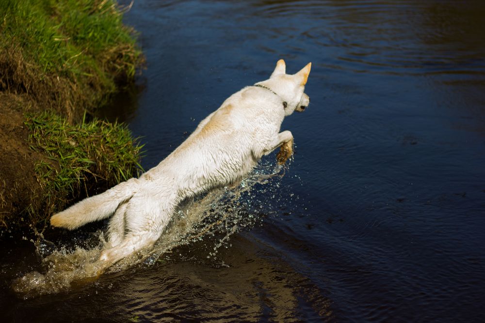 Er liebt es im Wasser zu sein.