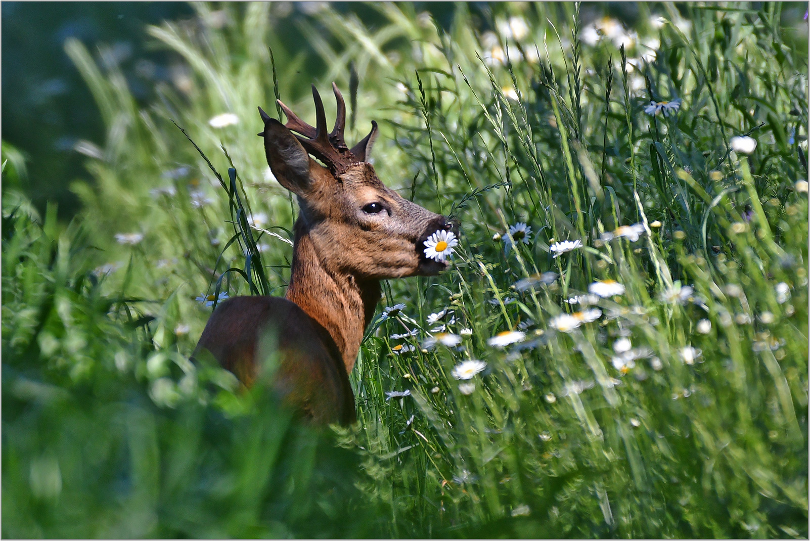 Er liebt Margeriten   . . .