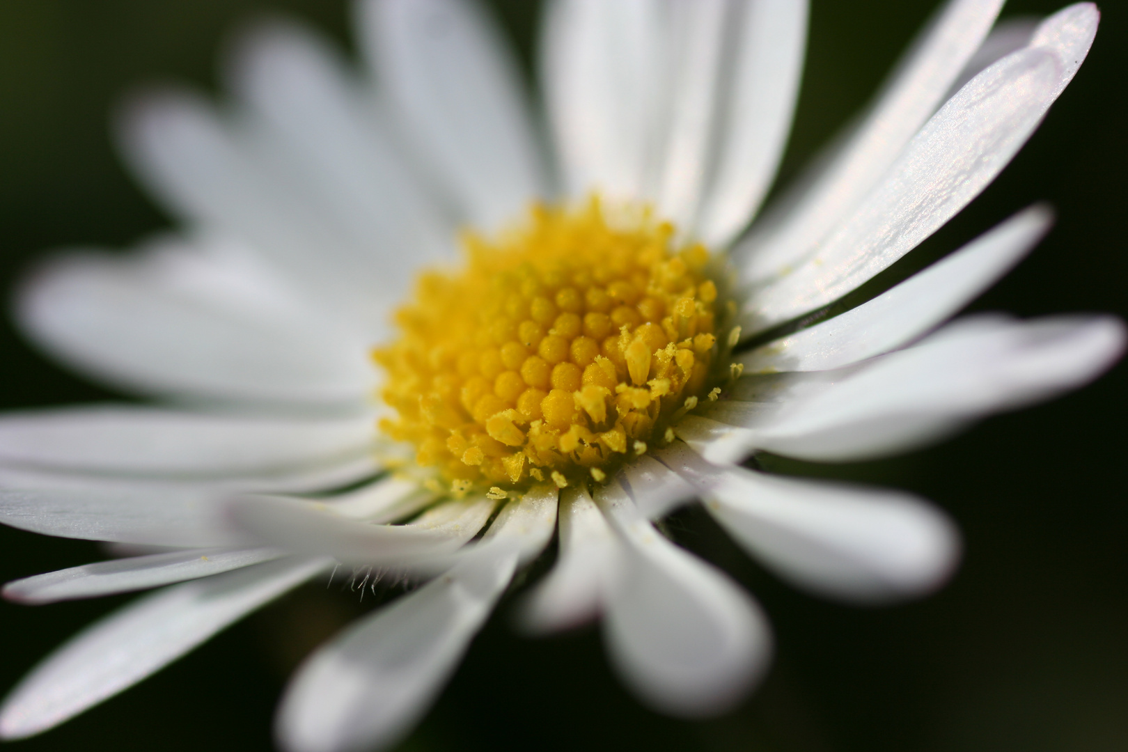 Er Liebt Mich Aber Begehrt Mich Nicht www.fotocommunity.de