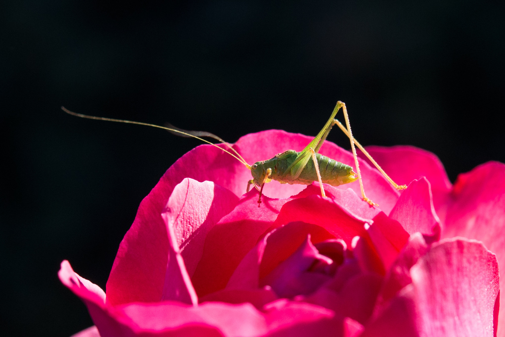 Er liebt Rosenblätter