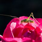 Er liebt Rosenblätter