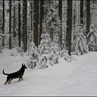 Er liebte den Schnee sehr...