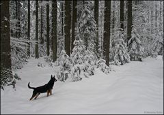 Er liebte den Schnee sehr...