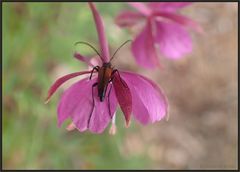 Er liebte die Farbe pink...