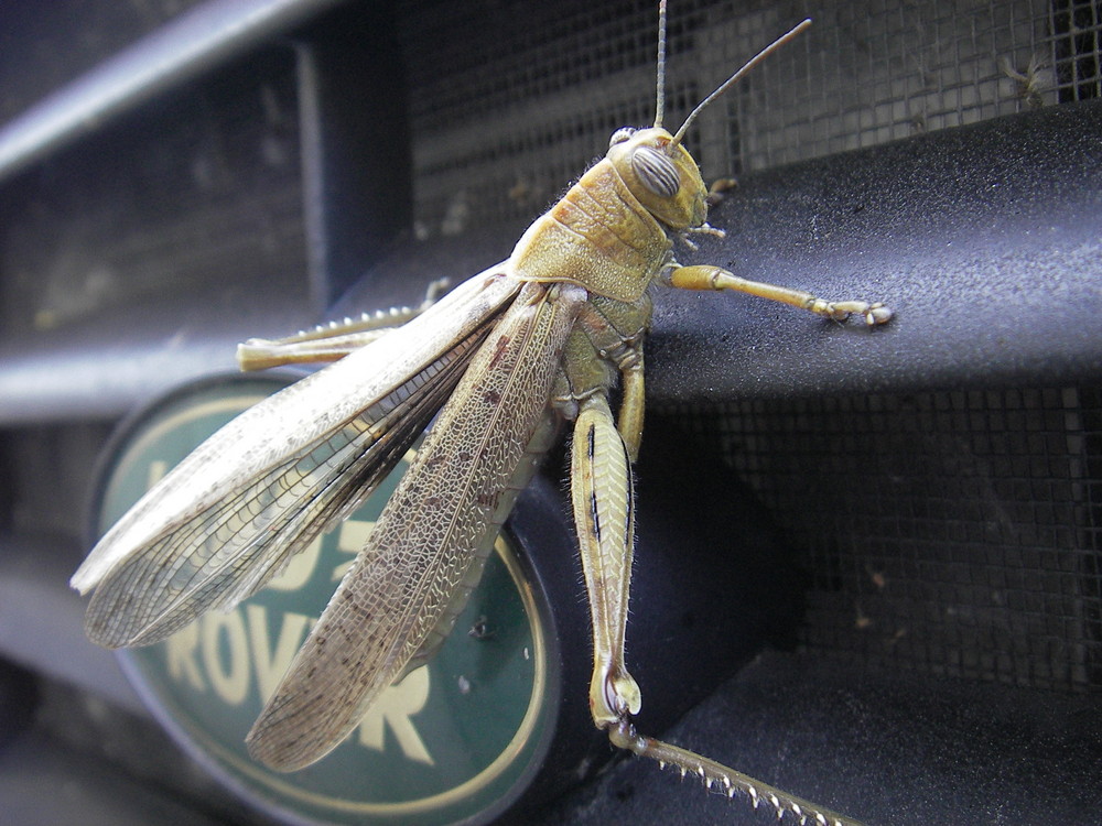 Er liebte unser Auto..... 4 Tage krabbelte er darauf herum.......