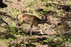 er lief mir vor einer Stunde im Wald über den Weg