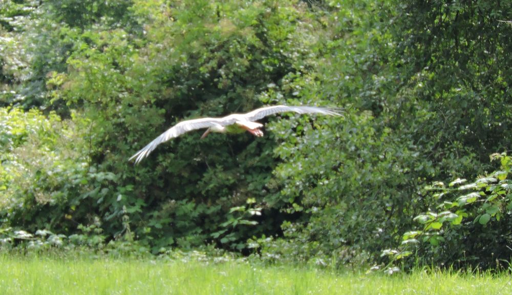 Er macht den Abflug.