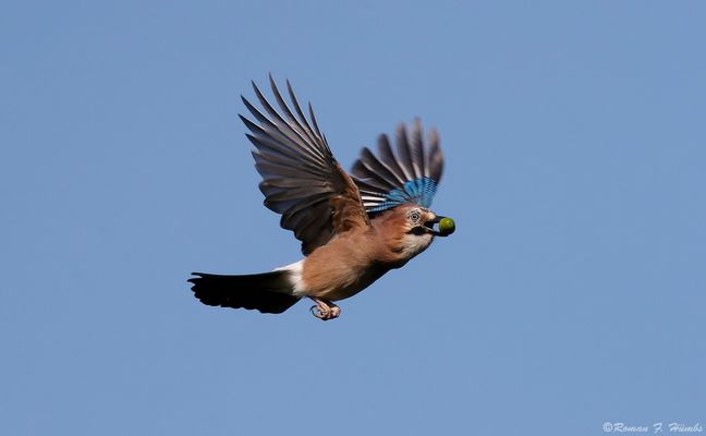 Er macht seinem Namen alle Ehre