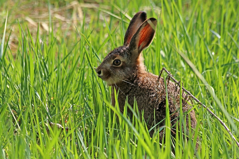 er macht sich auf den Weg für morgen Foto & Bild | hase ...