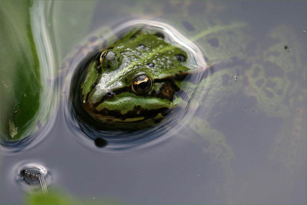 Er mochte das Wasser nicht verlassen :-)