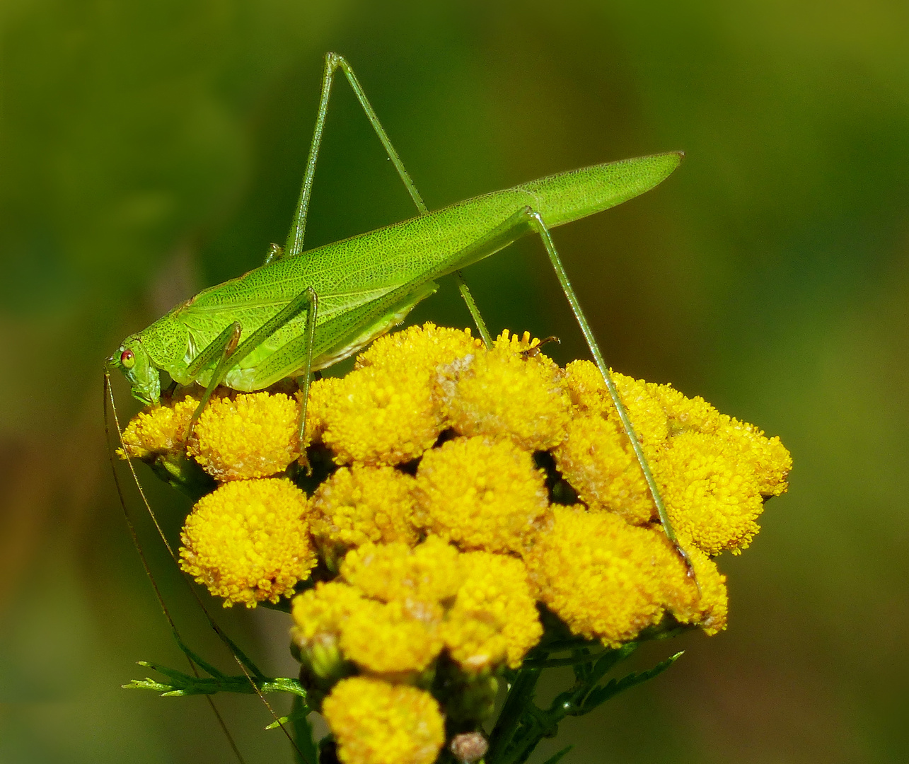 er nahm die ganze Blüte ein 