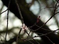 Er naht! Erste Blüte