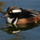 Er nutzte die eisfreien Tage um eine Runde im Teich zu schwimmen