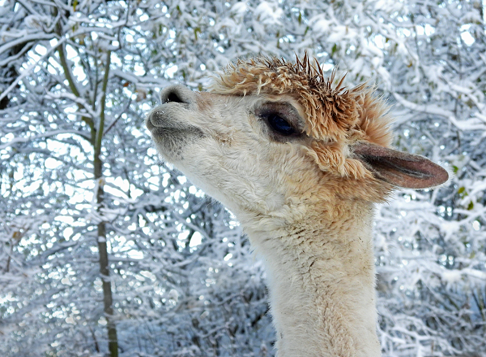 Er (oder sie?) mag den Schnee