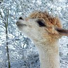 Er (oder sie?) mag den Schnee