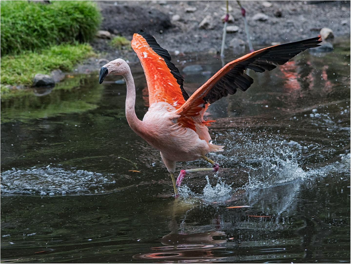 Er pflügte durchs Wasser.....