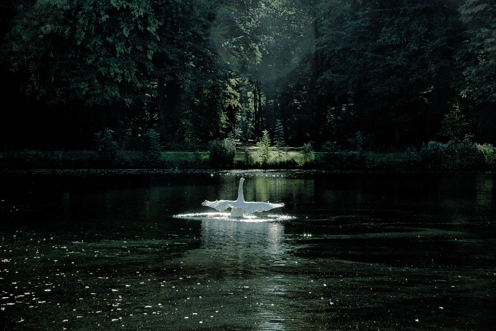 Er regiert den Weiher