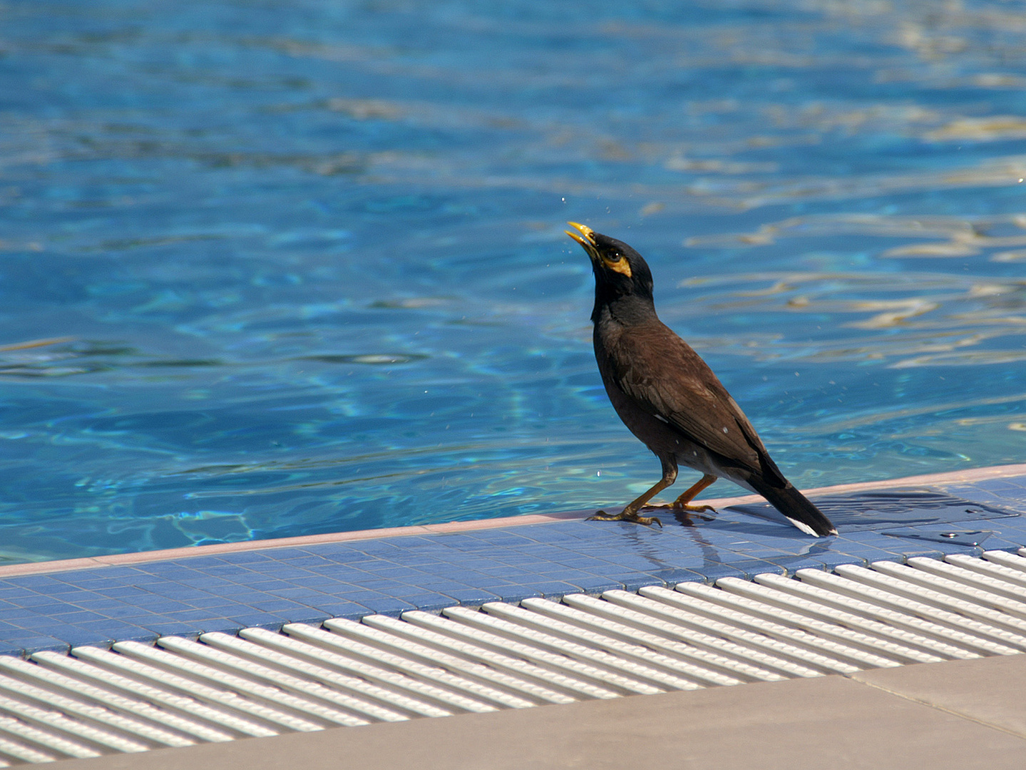 Er saß am Pool ...