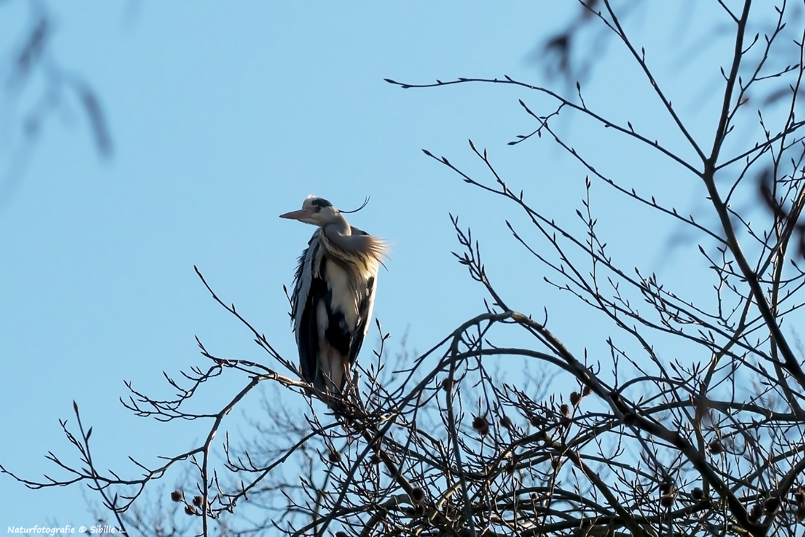 Er saß hoch oben im Baum,...