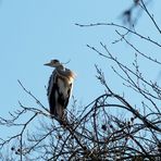 Er saß hoch oben im Baum,...