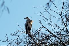 Er saß hoch oben im Baum,...