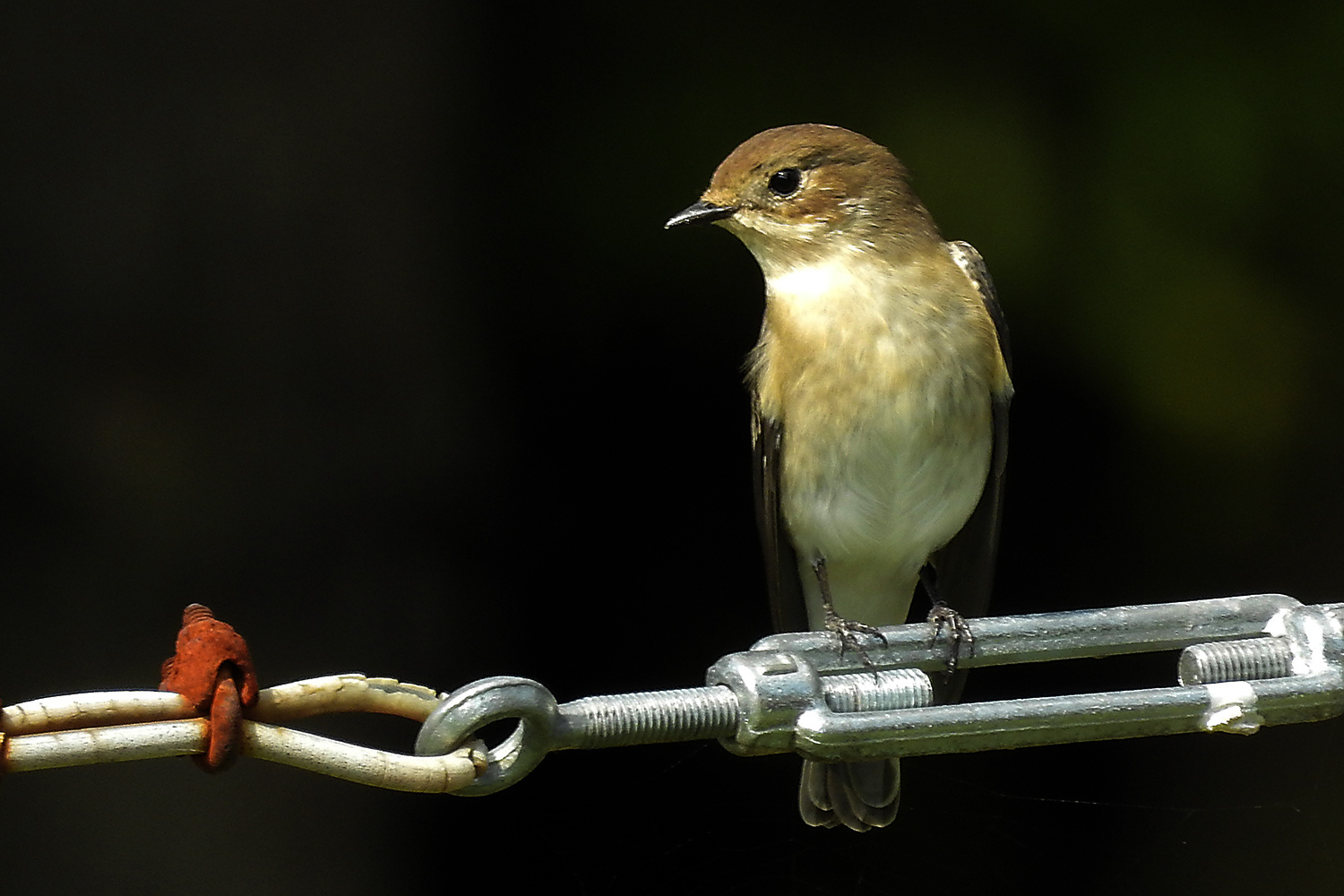 Er sass in Nachbars Garten