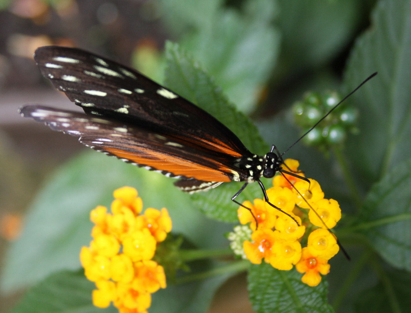 er saugt in der Blume